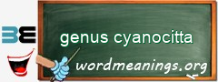 WordMeaning blackboard for genus cyanocitta